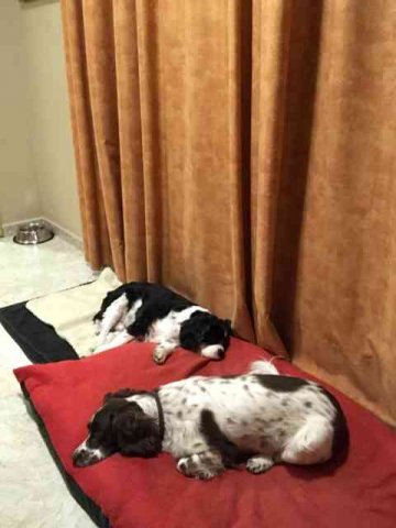 George and Charley, fast asleep in the hotel room in Spain, on their way from Preston and Loughborough to Mijas Costa and Cómpeta, in S.Spain. 